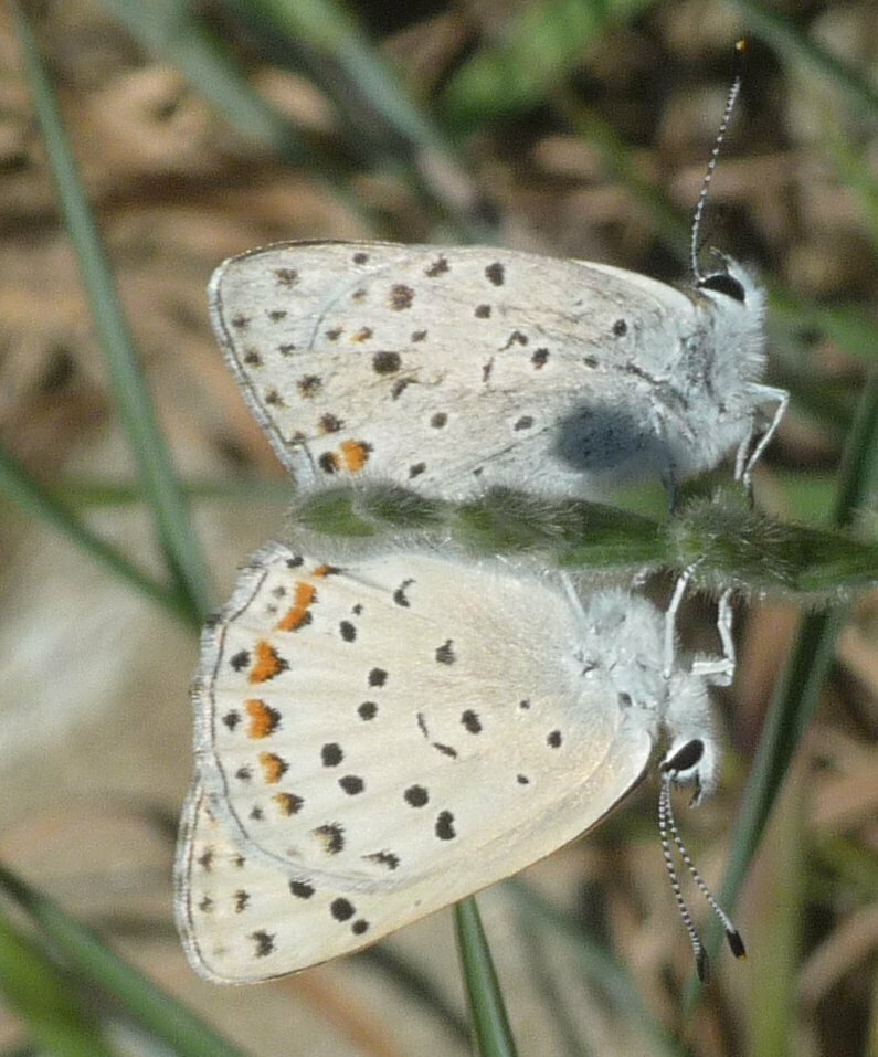 High Resolution Lycaena gorgon Animal